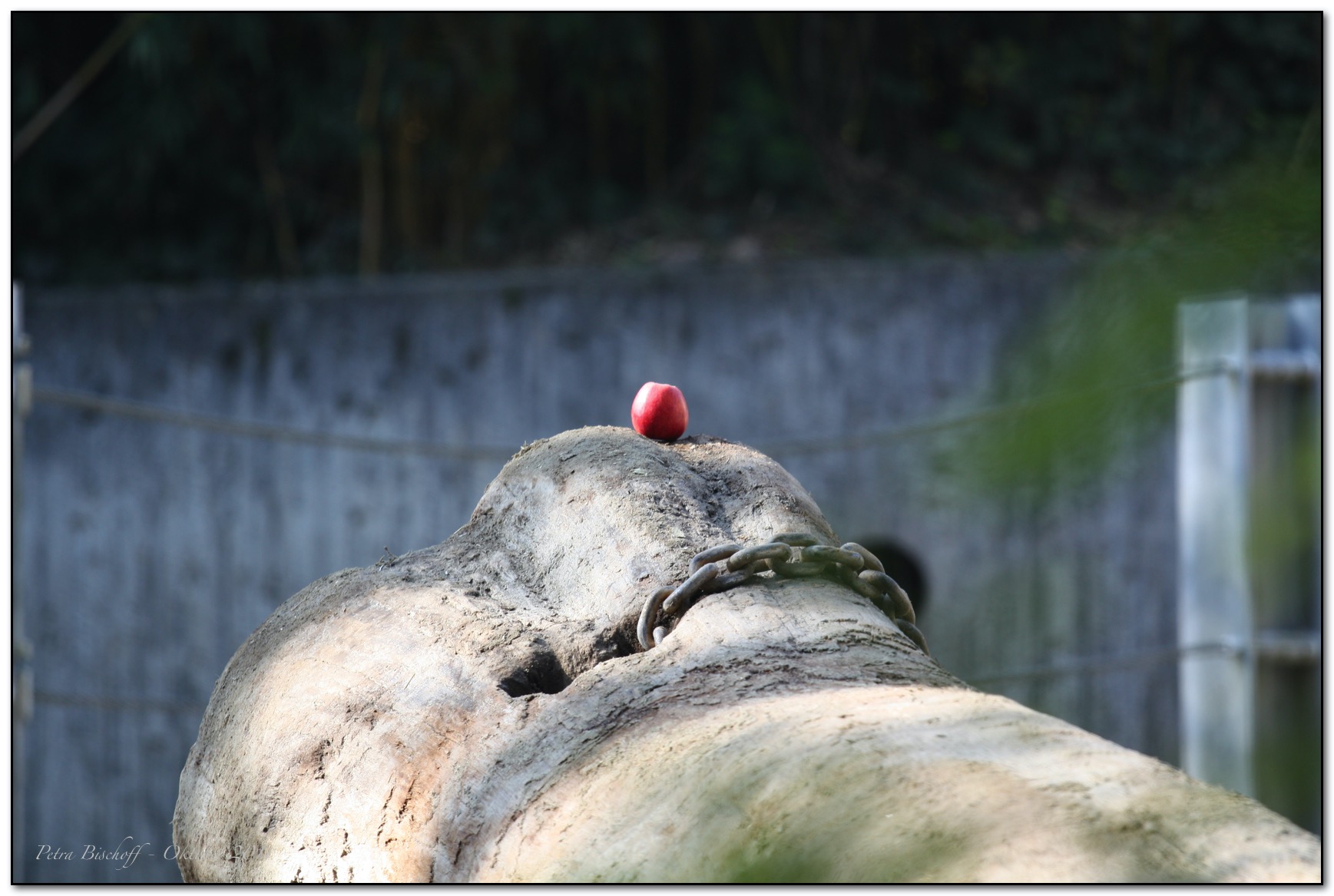 &copy; Petra Bischoff