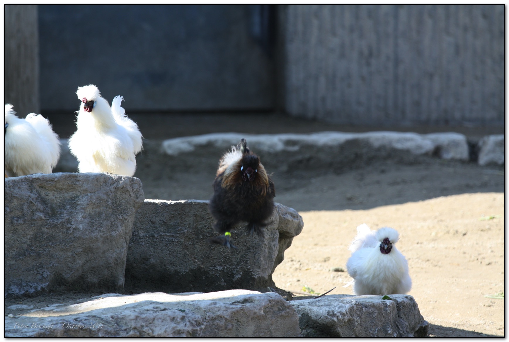 &copy; Petra Bischoff