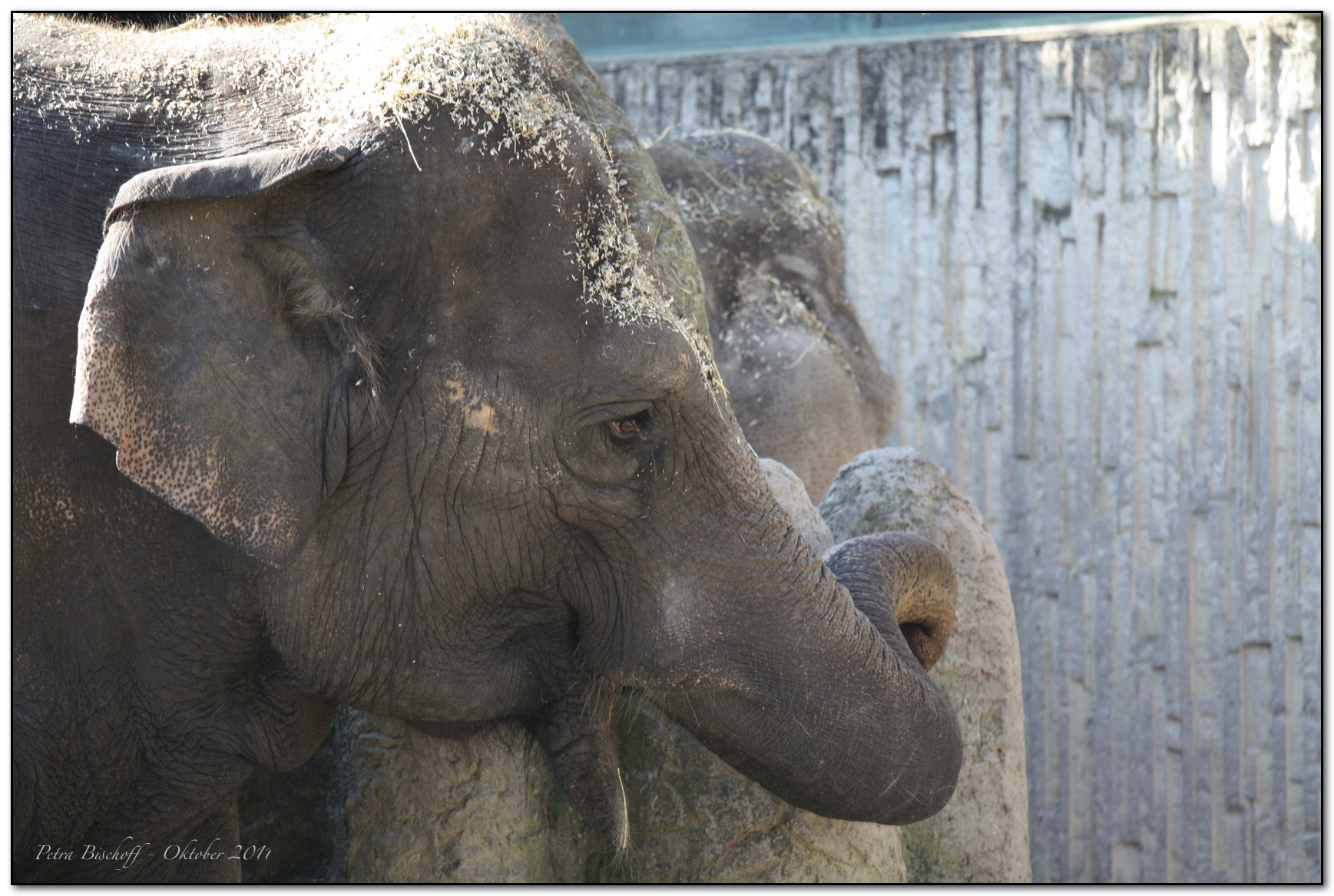 &copy; Petra Bischoff