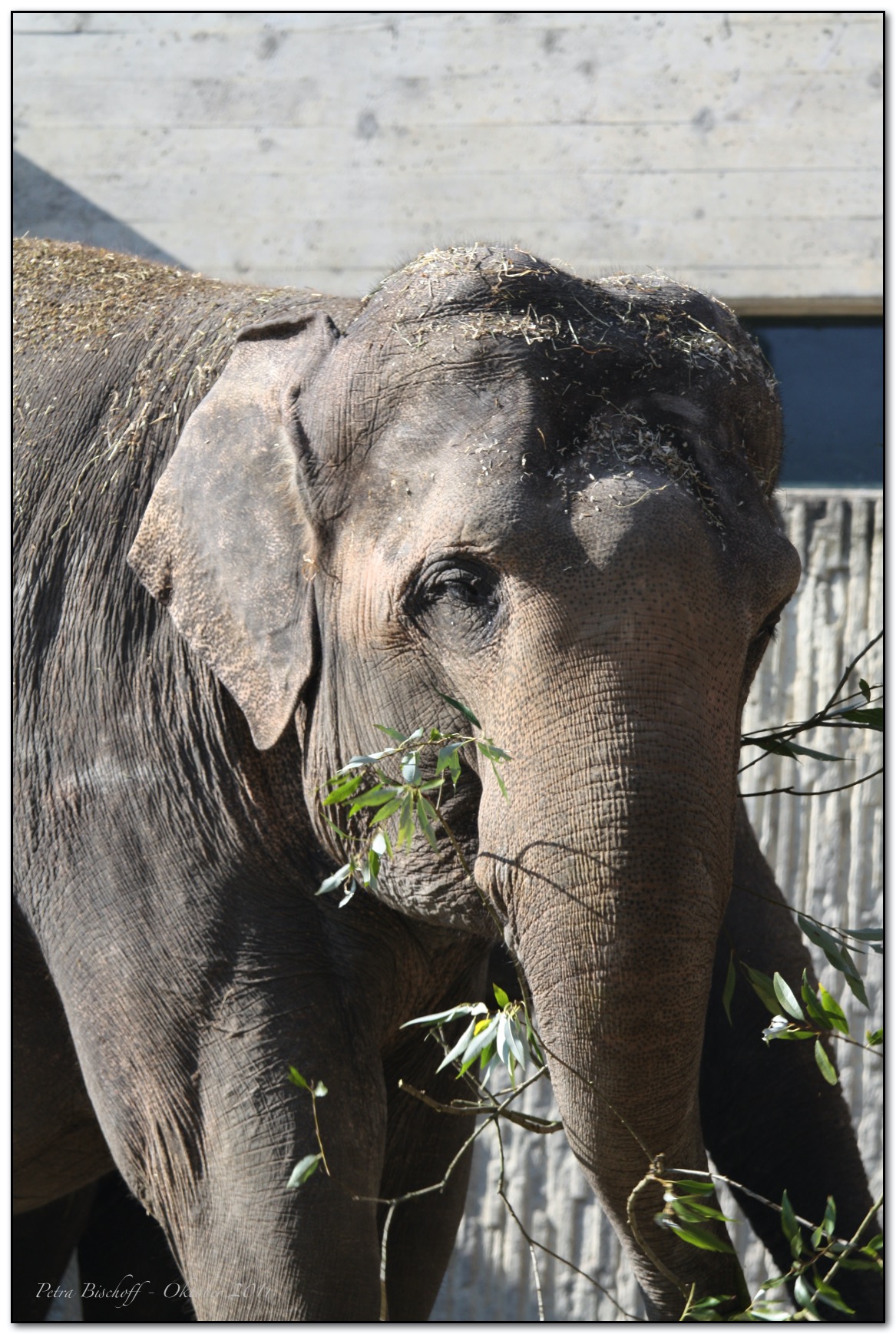 &copy; Petra Bischoff