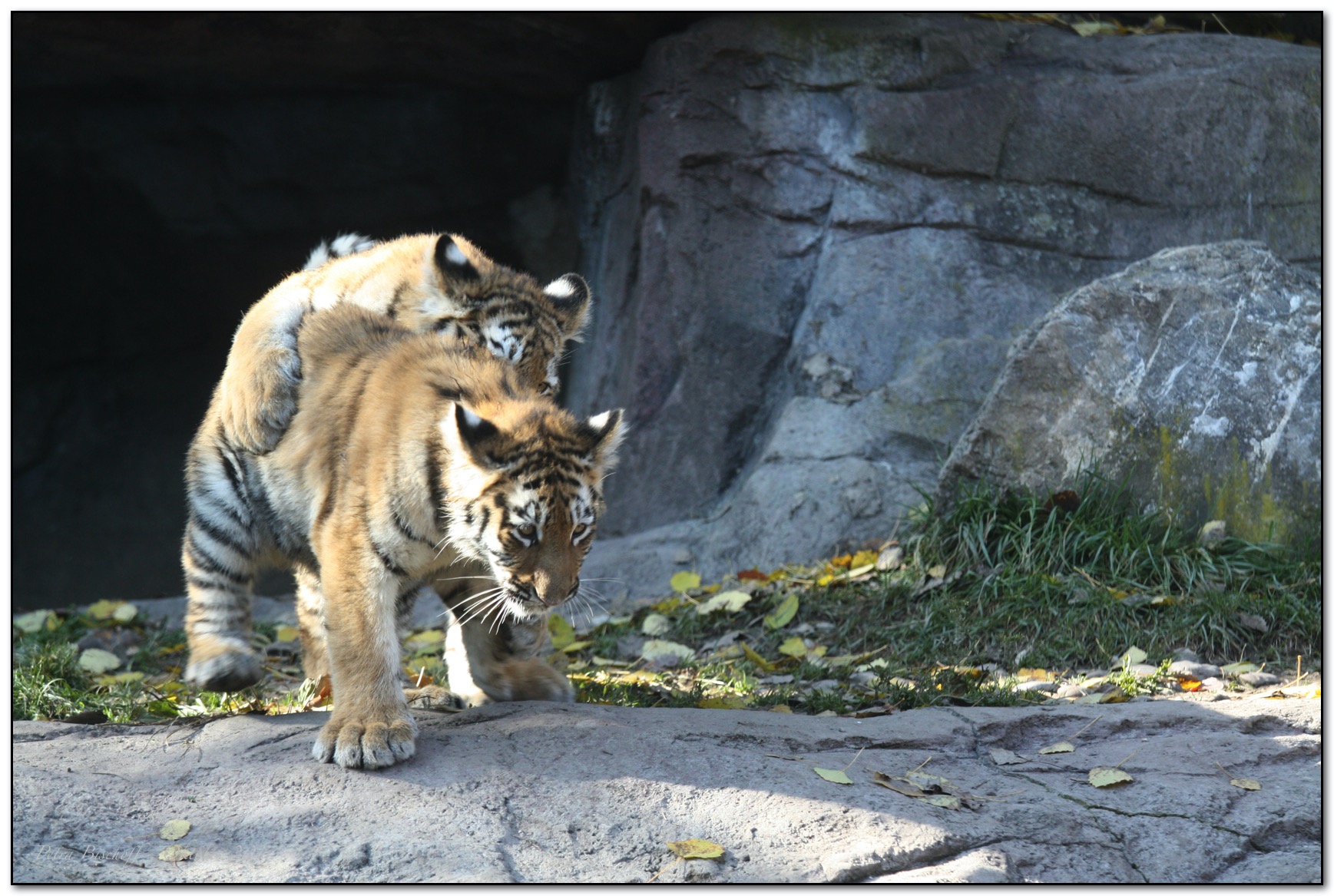 &copy; Petra Bischoff