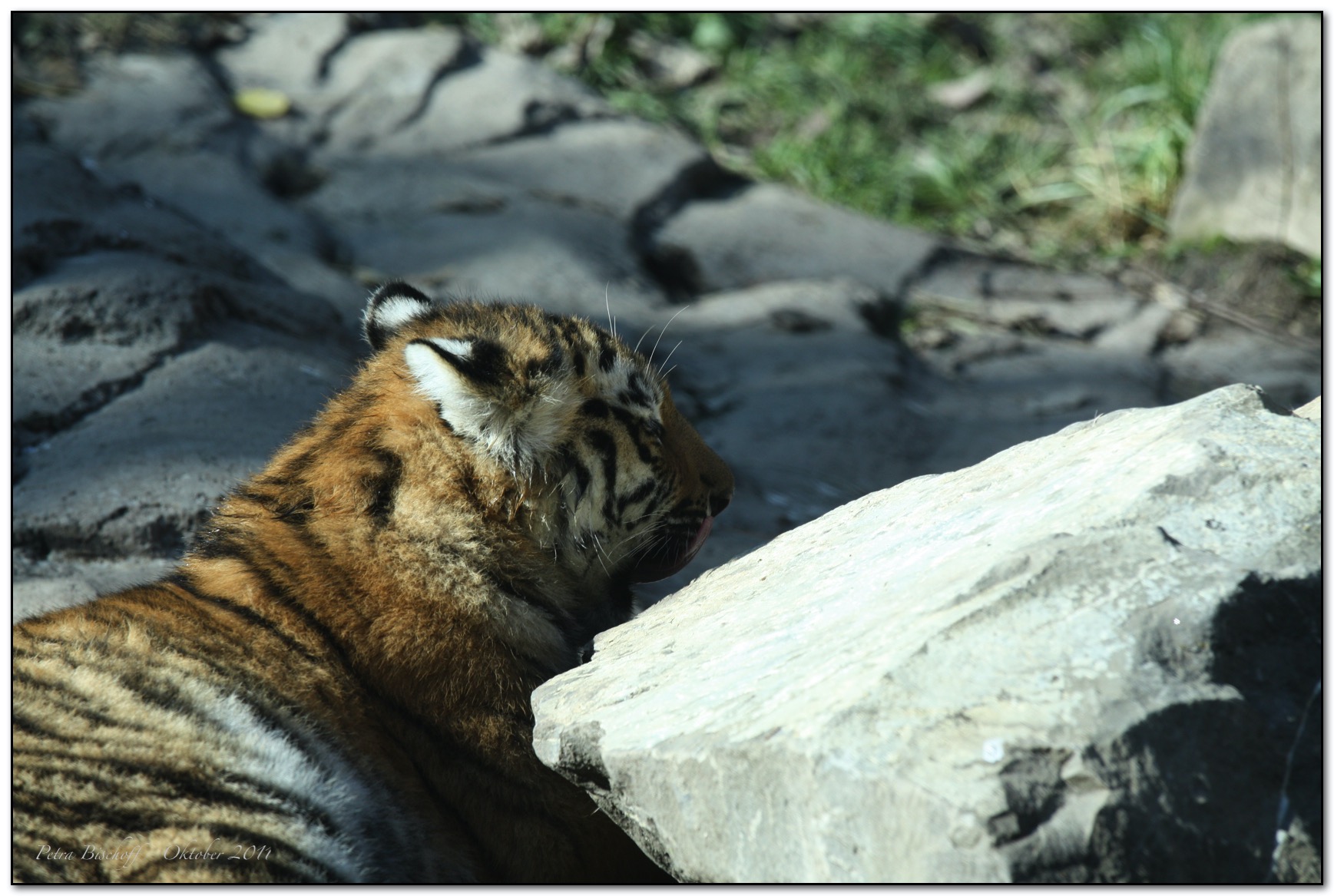 &copy; Petra Bischoff