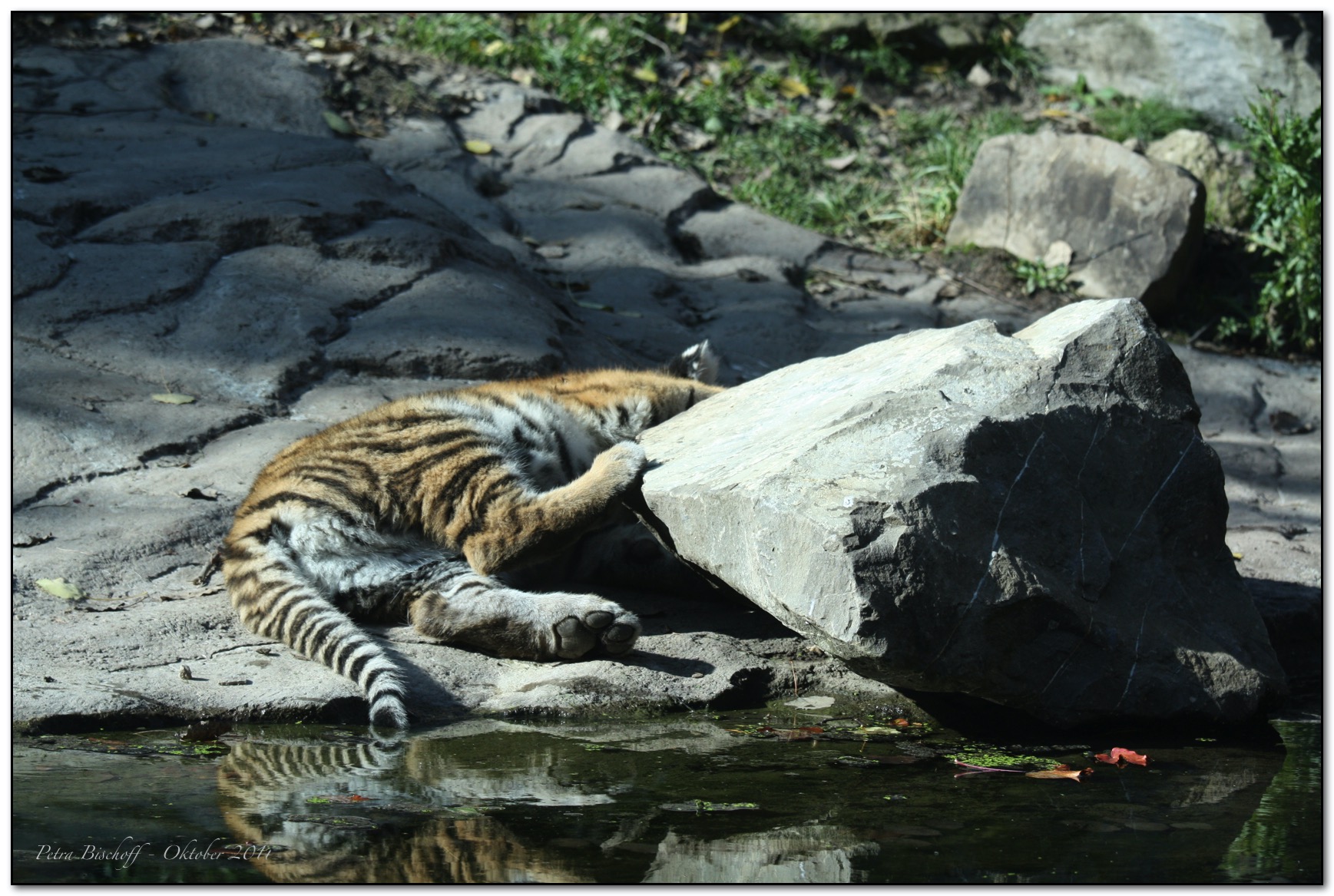 &copy; Petra Bischoff