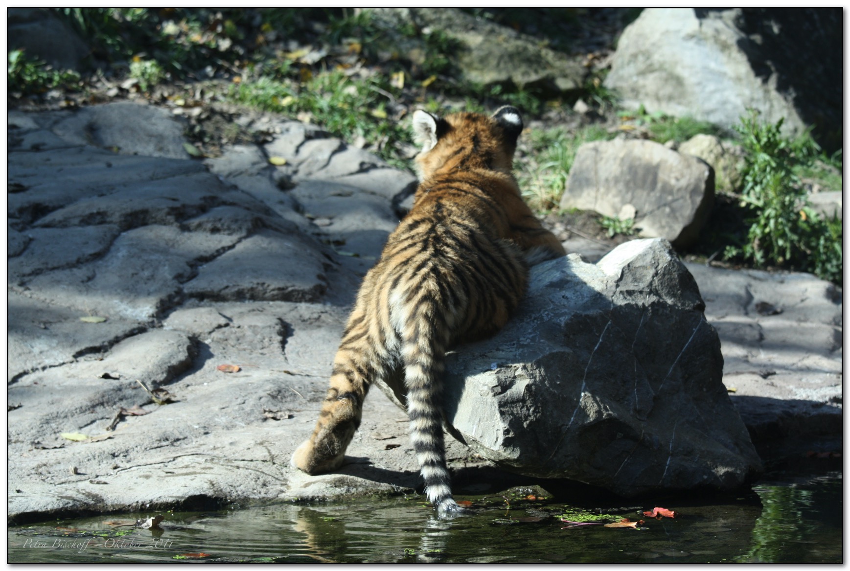 &copy; Petra Bischoff