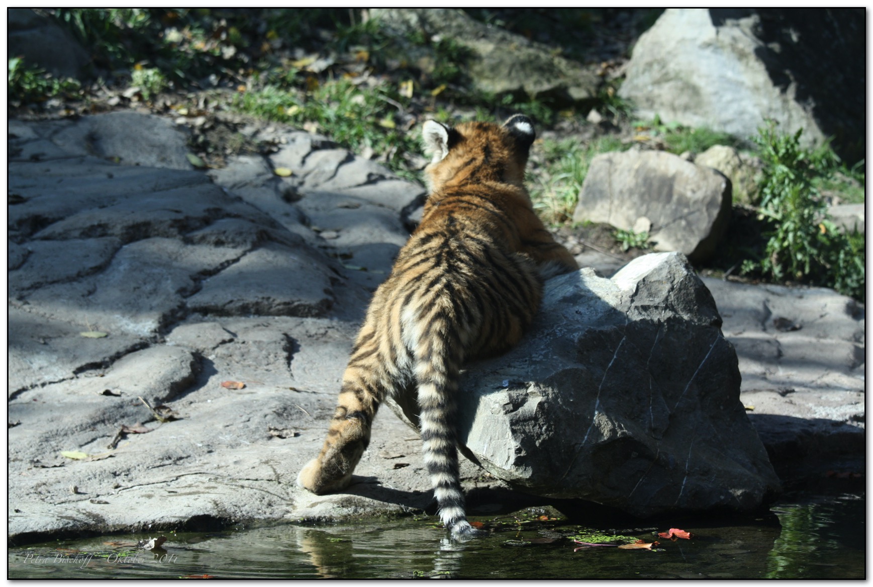 &copy; Petra Bischoff