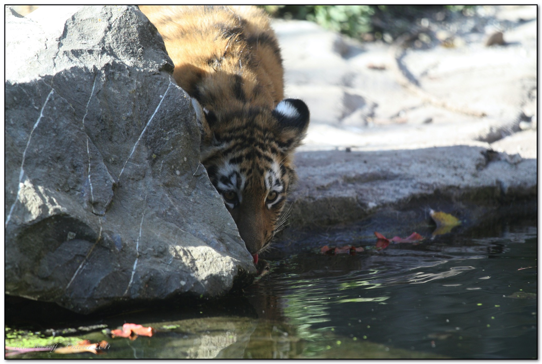 &copy; Petra Bischoff