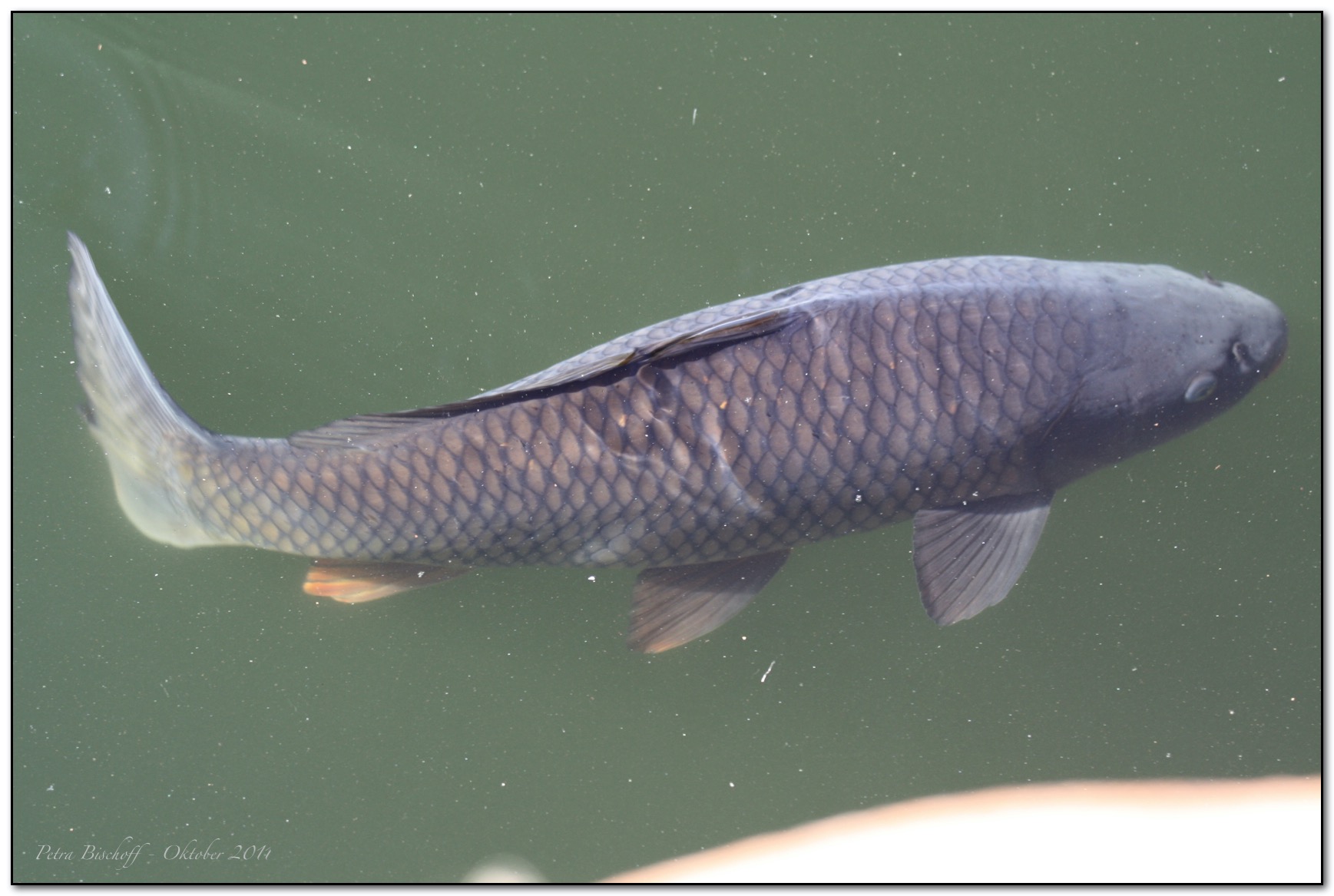 &copy; Petra Bischoff