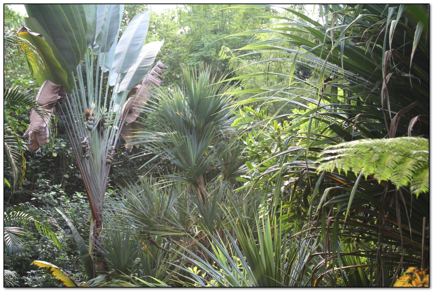 &copy; Petra Bischoff