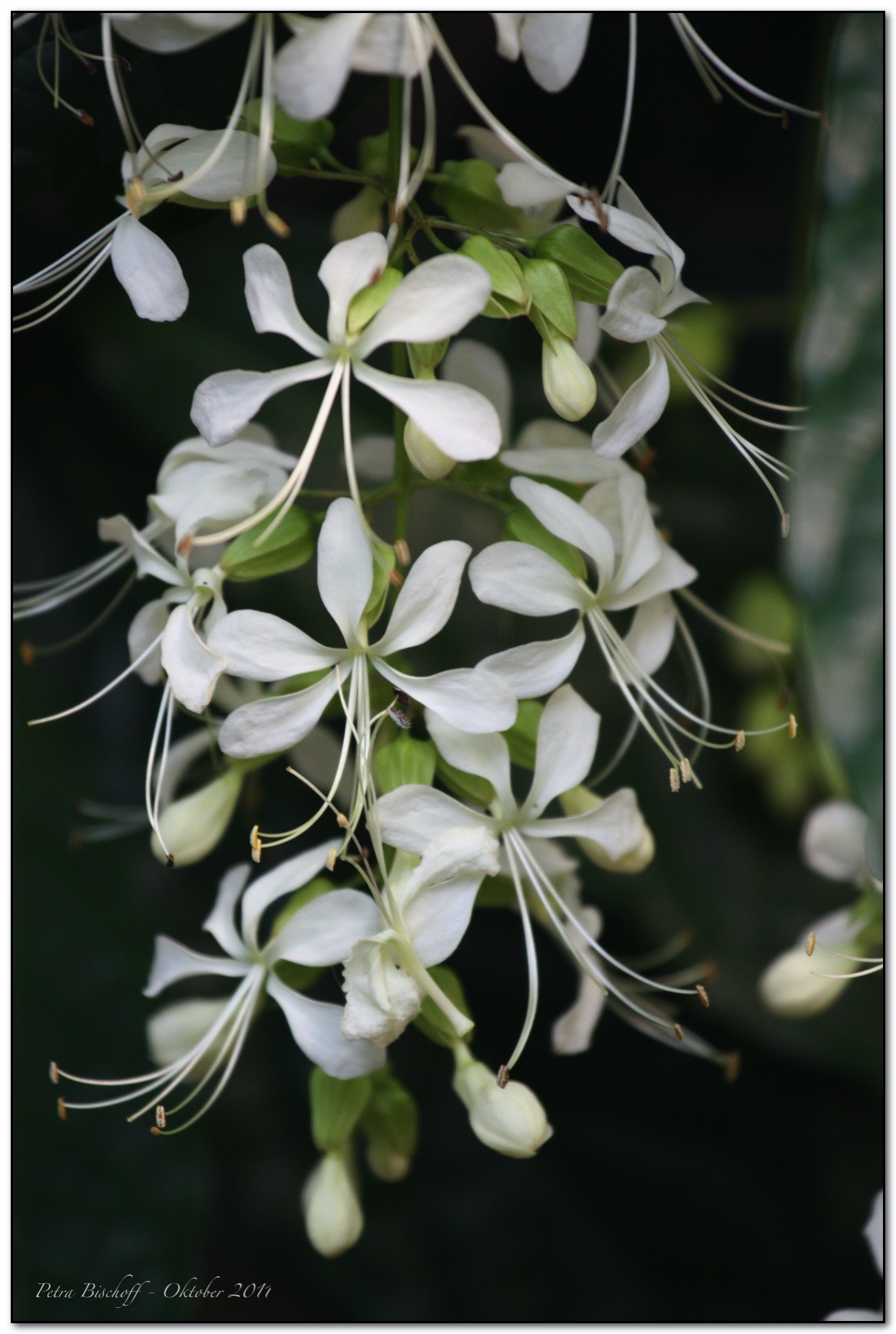 &copy; Petra Bischoff