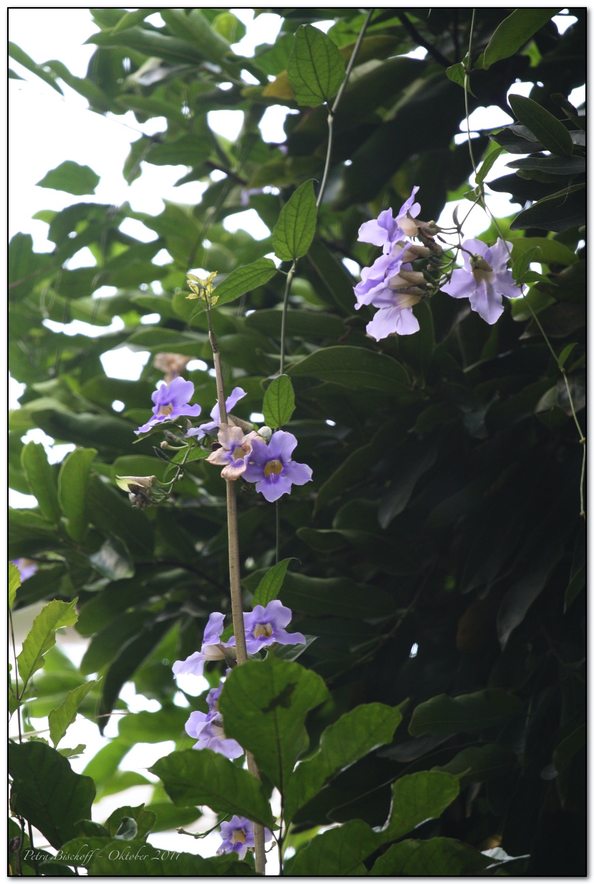 &copy; Petra Bischoff