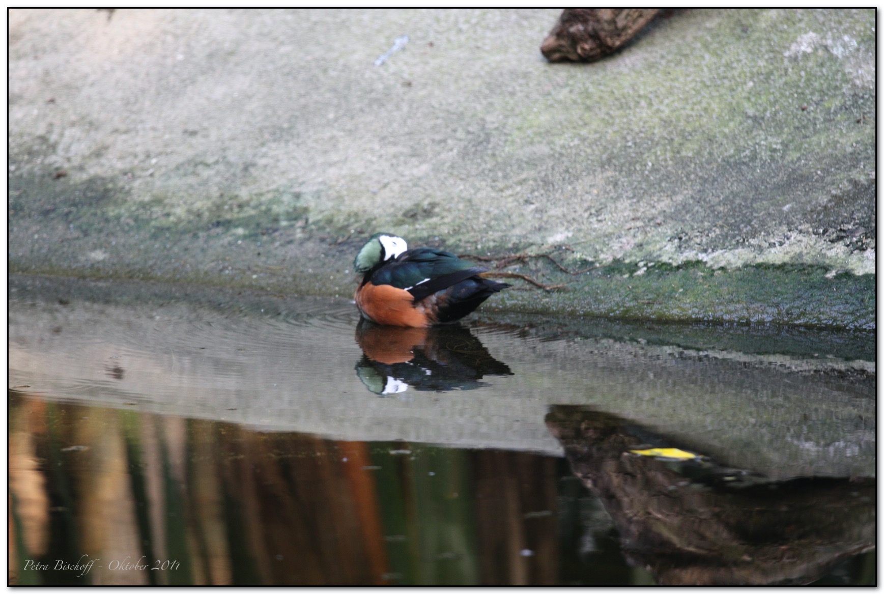 &copy; Petra Bischoff