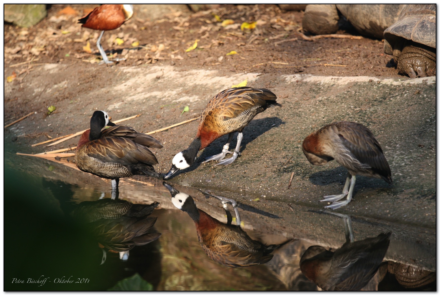 &copy; Petra Bischoff