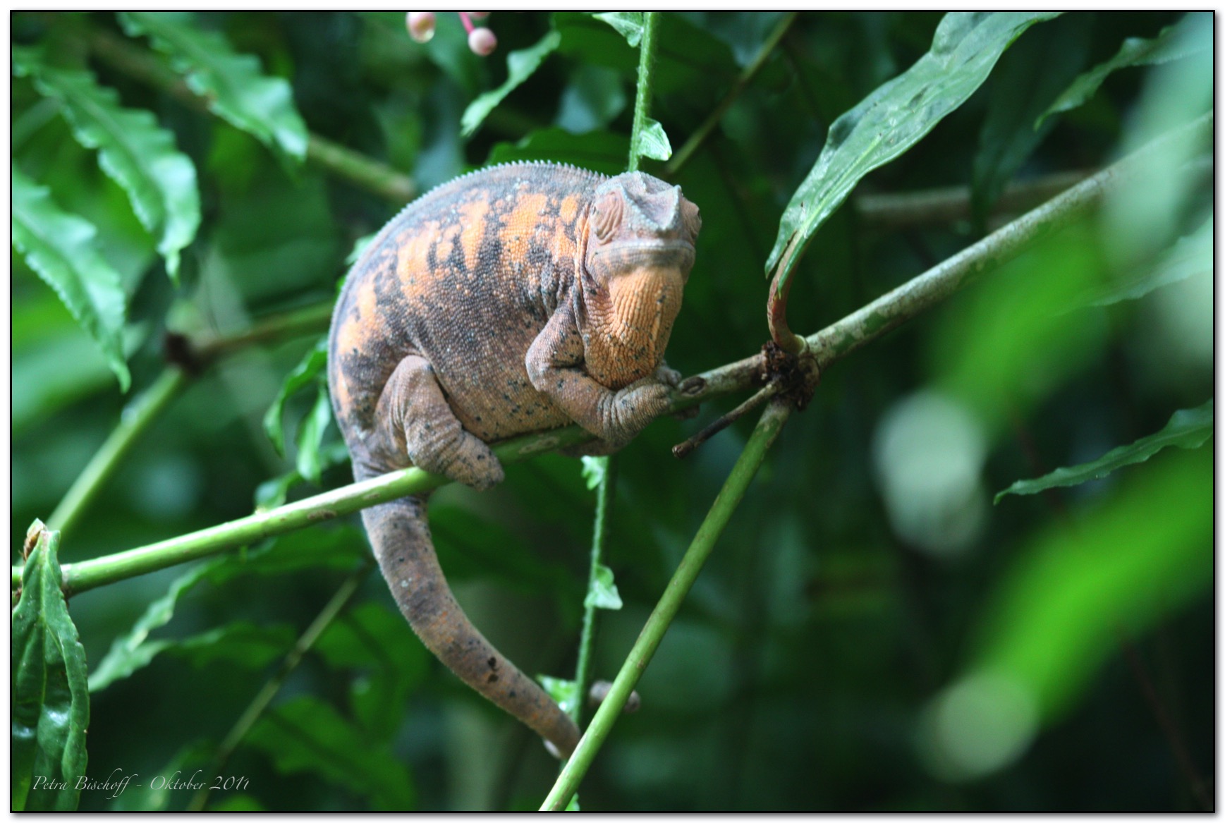 &copy; Petra Bischoff