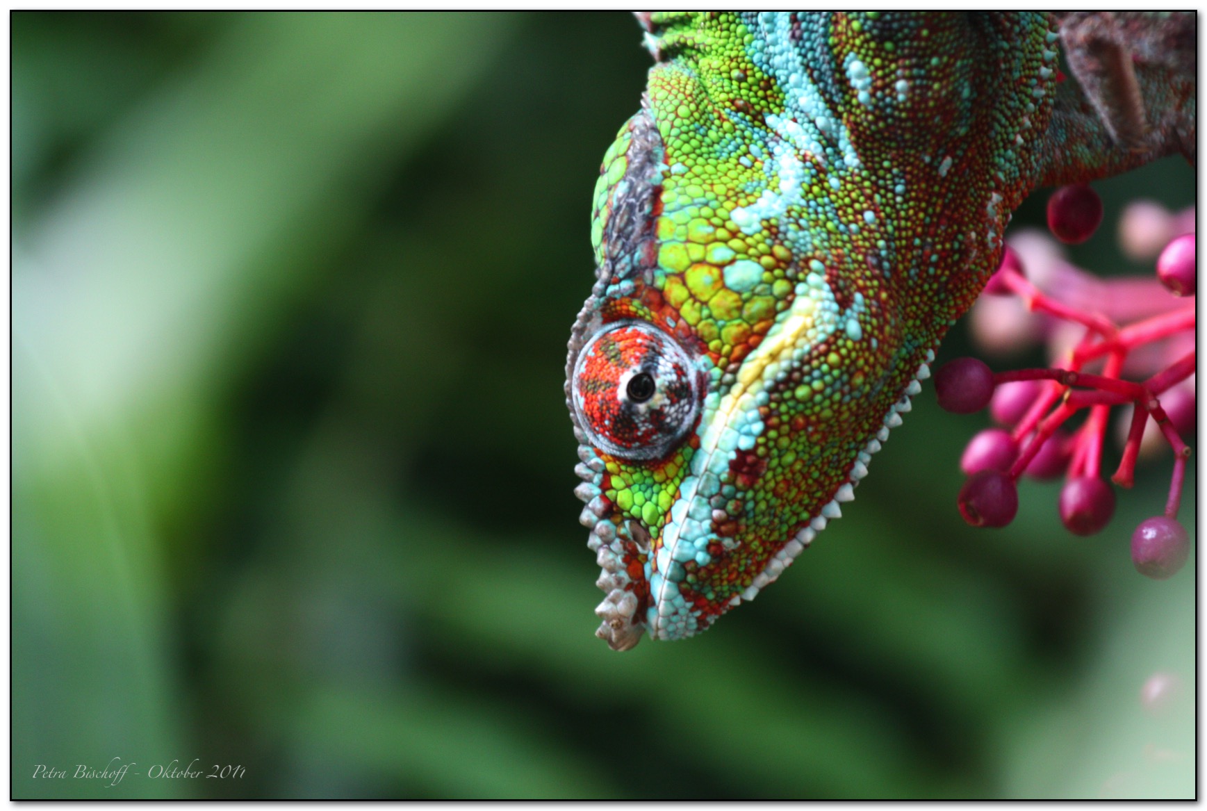 &copy; Petra Bischoff