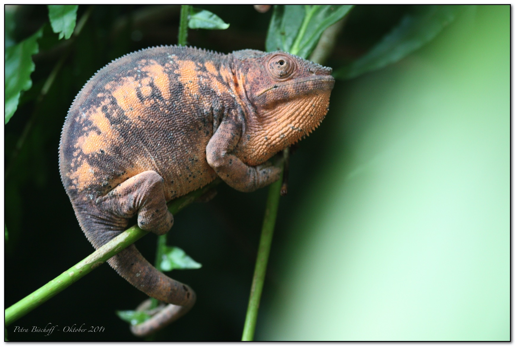 &copy; Petra Bischoff