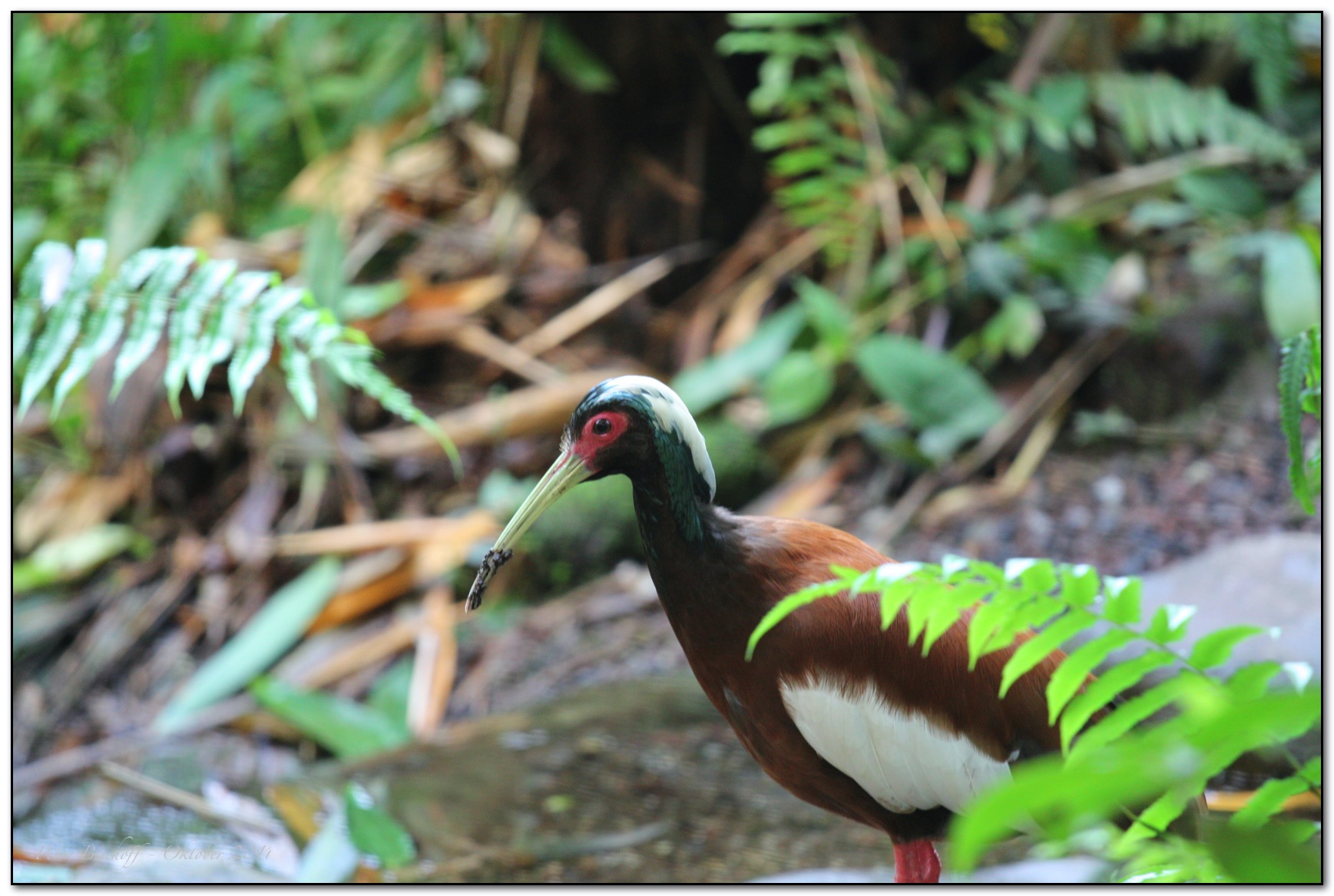 &copy; Petra Bischoff