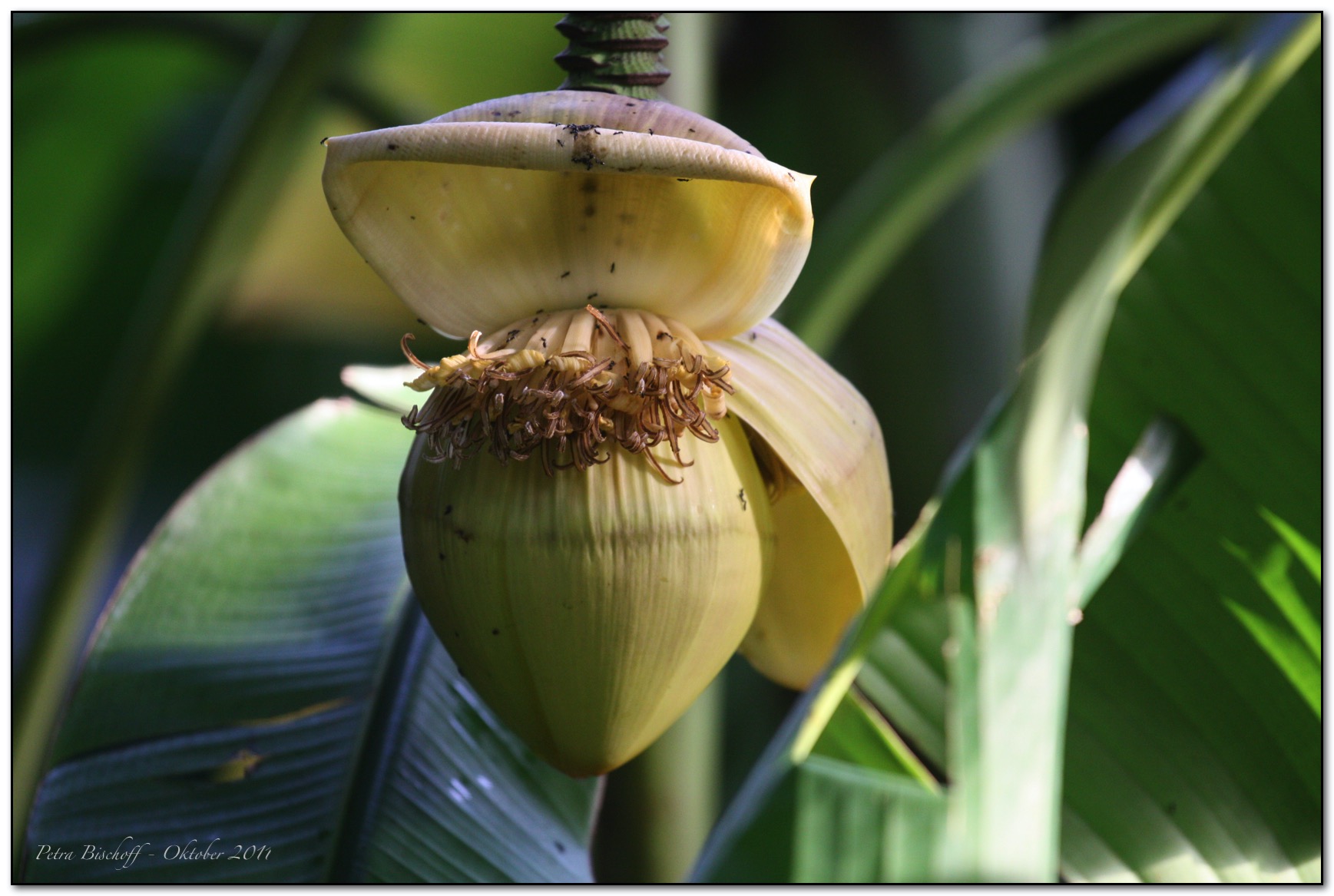 &copy; Petra Bischoff