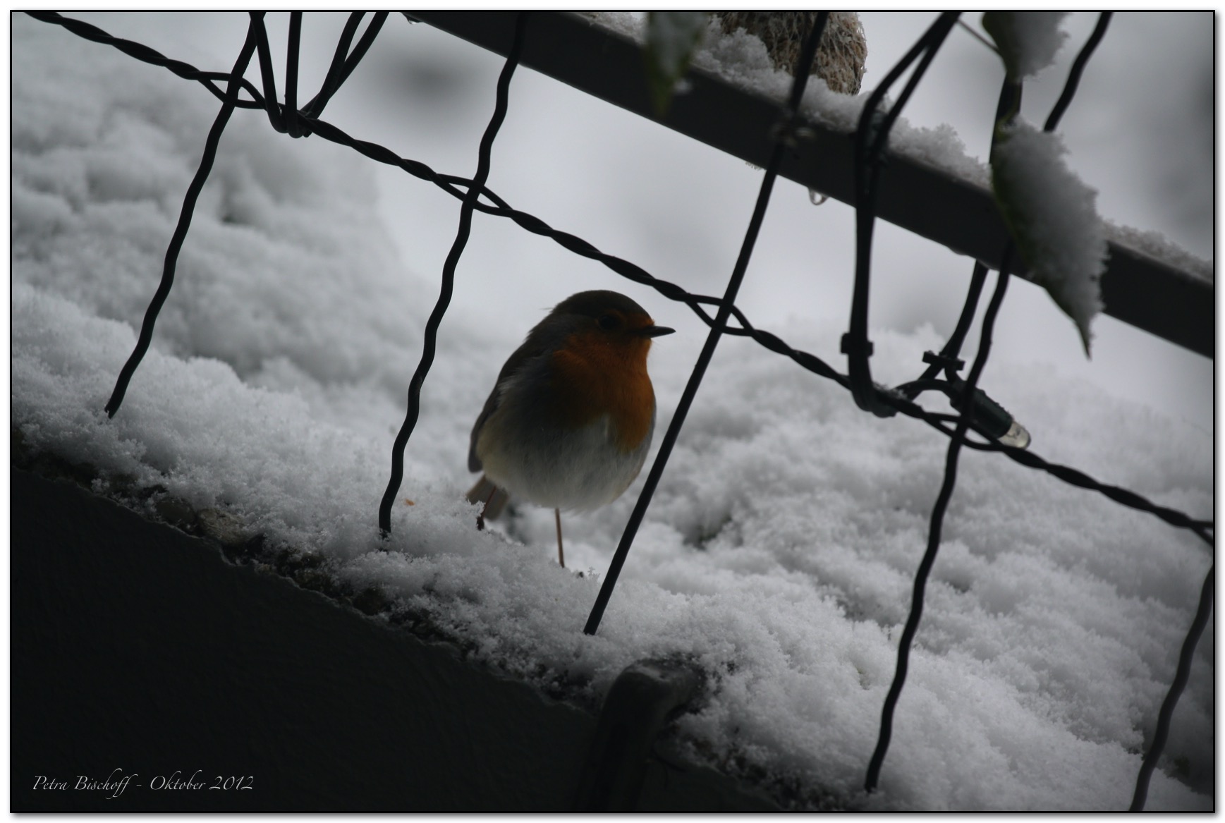 &copy; Petra Bischoff