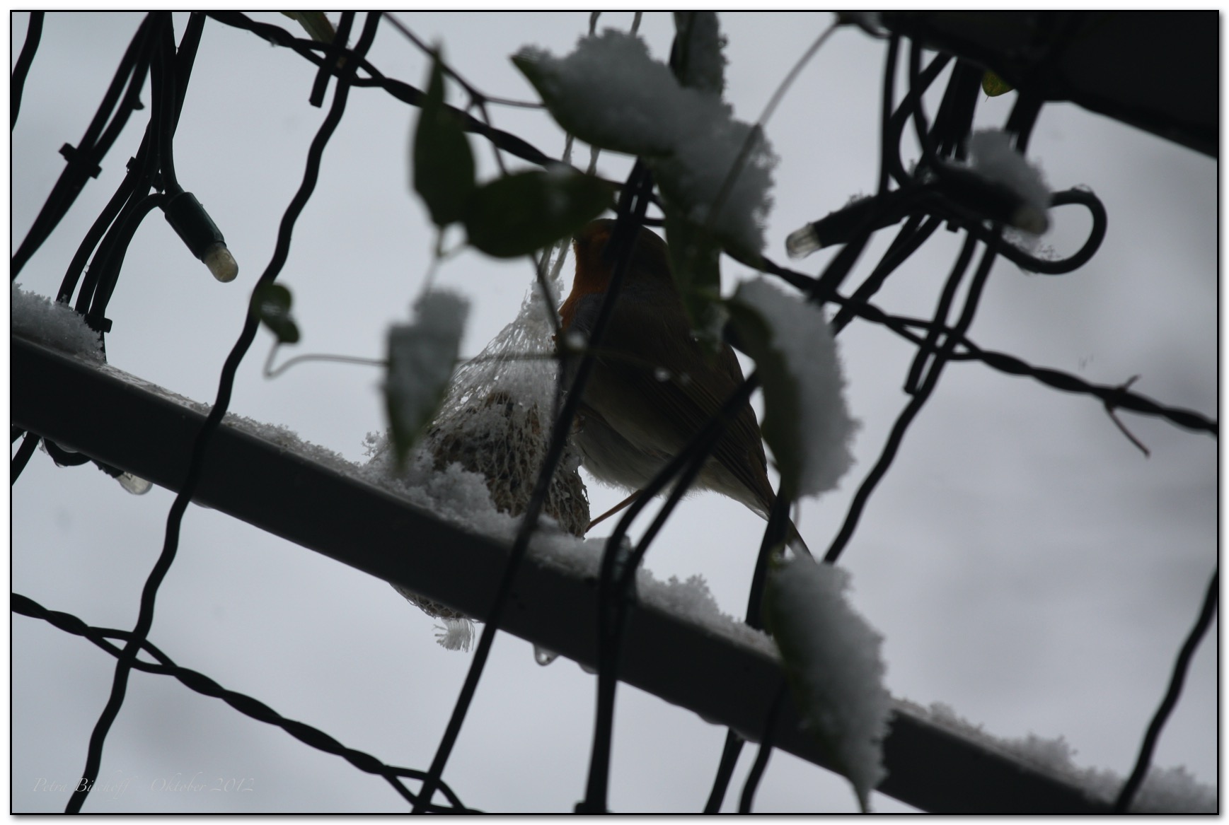 &copy; Petra Bischoff