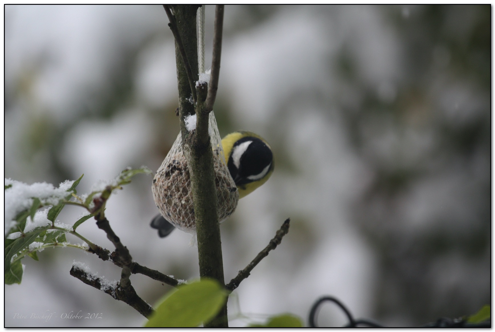 &copy; Petra Bischoff