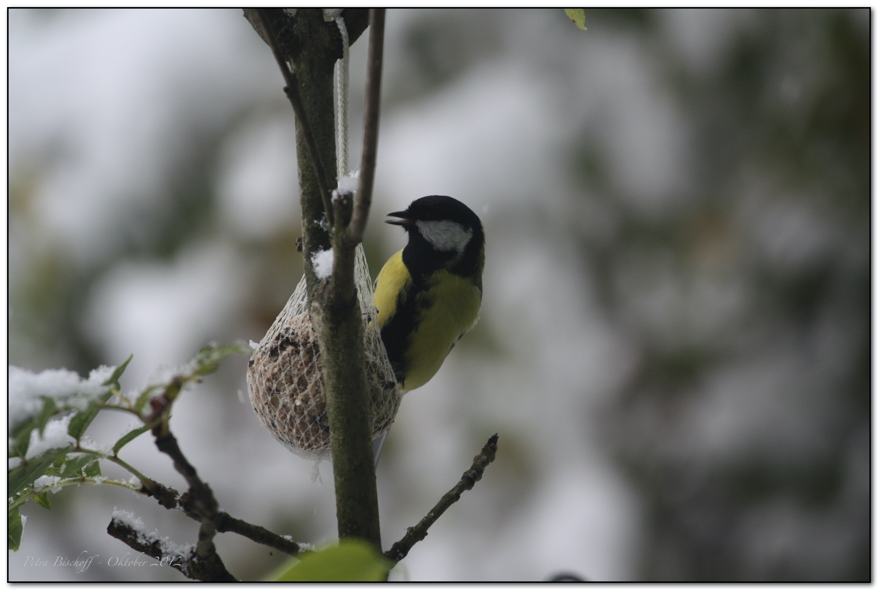 &copy; Petra Bischoff