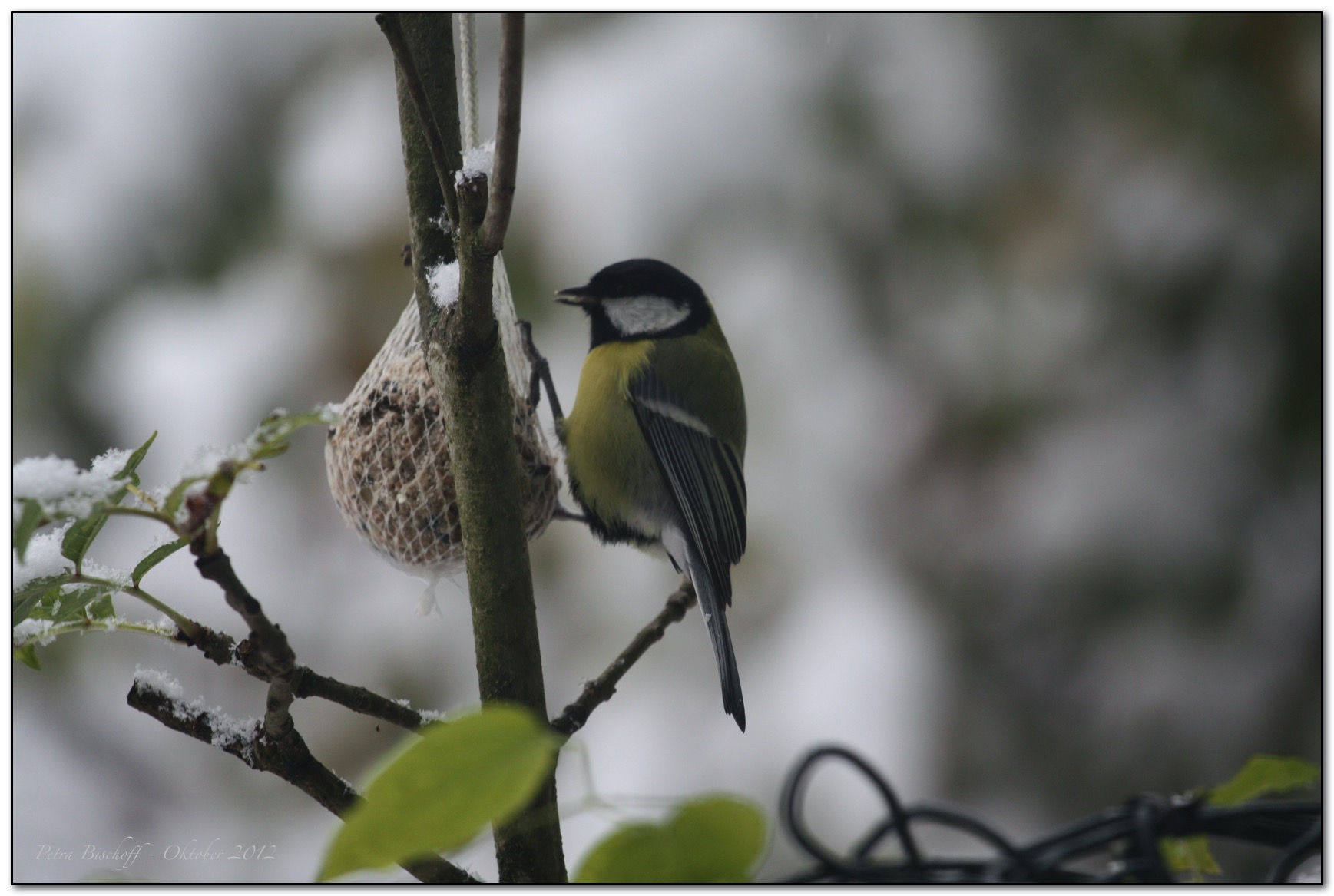 &copy; Petra Bischoff