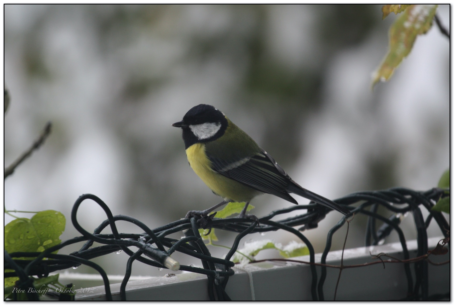 &copy; Petra Bischoff