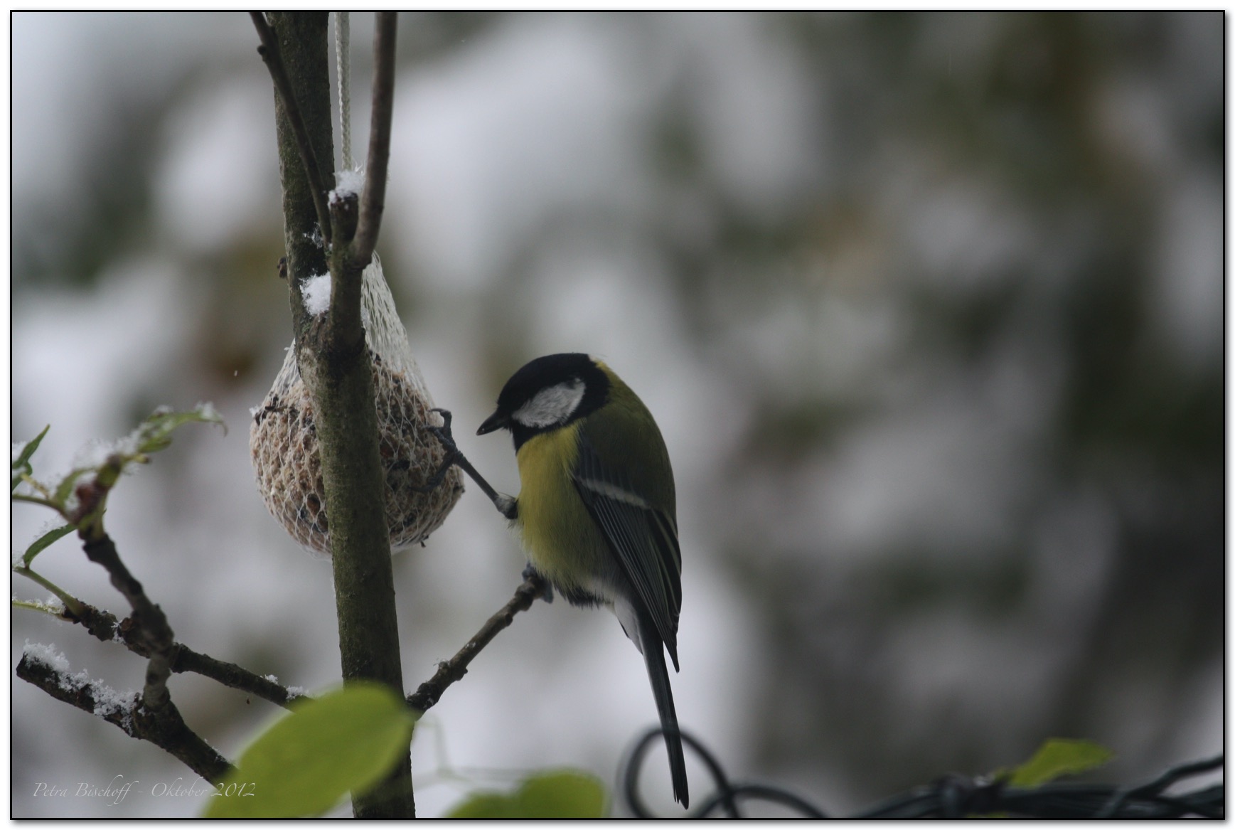 &copy; Petra Bischoff