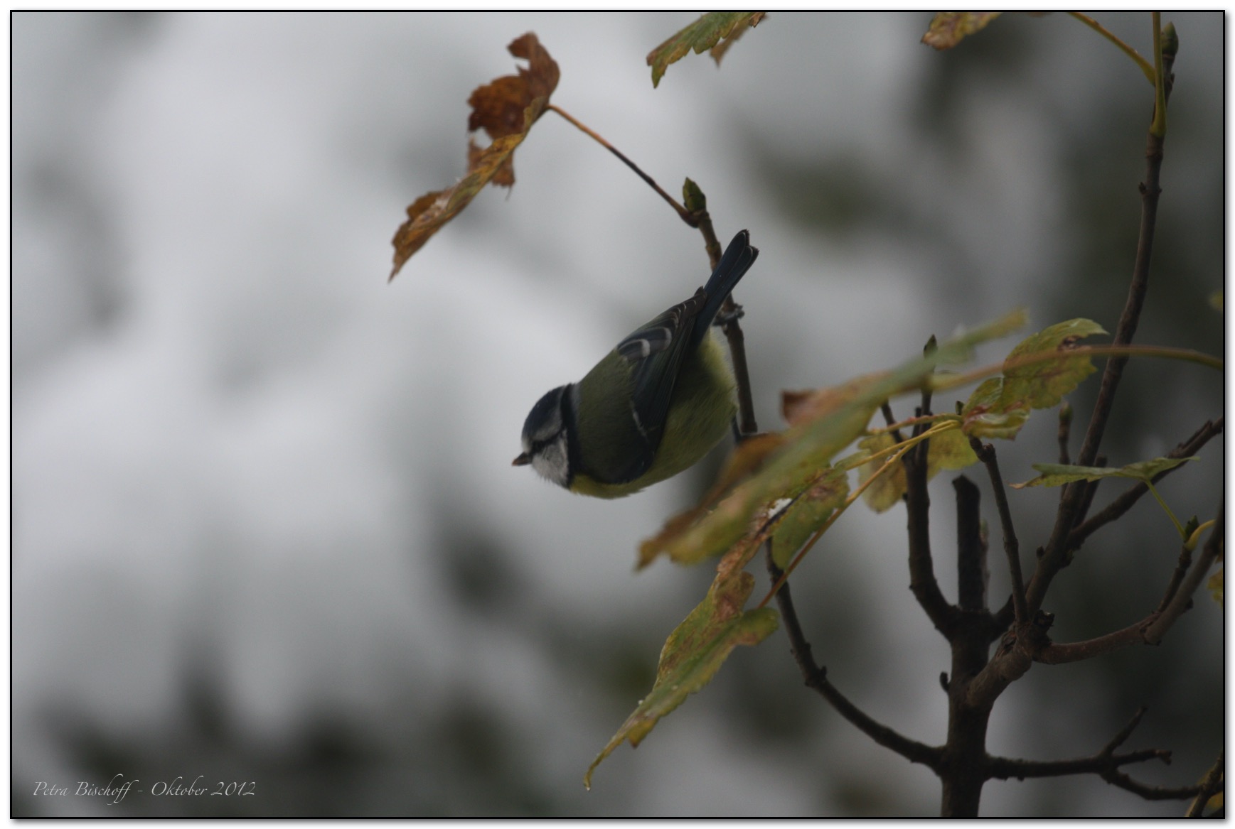 &copy; Petra Bischoff