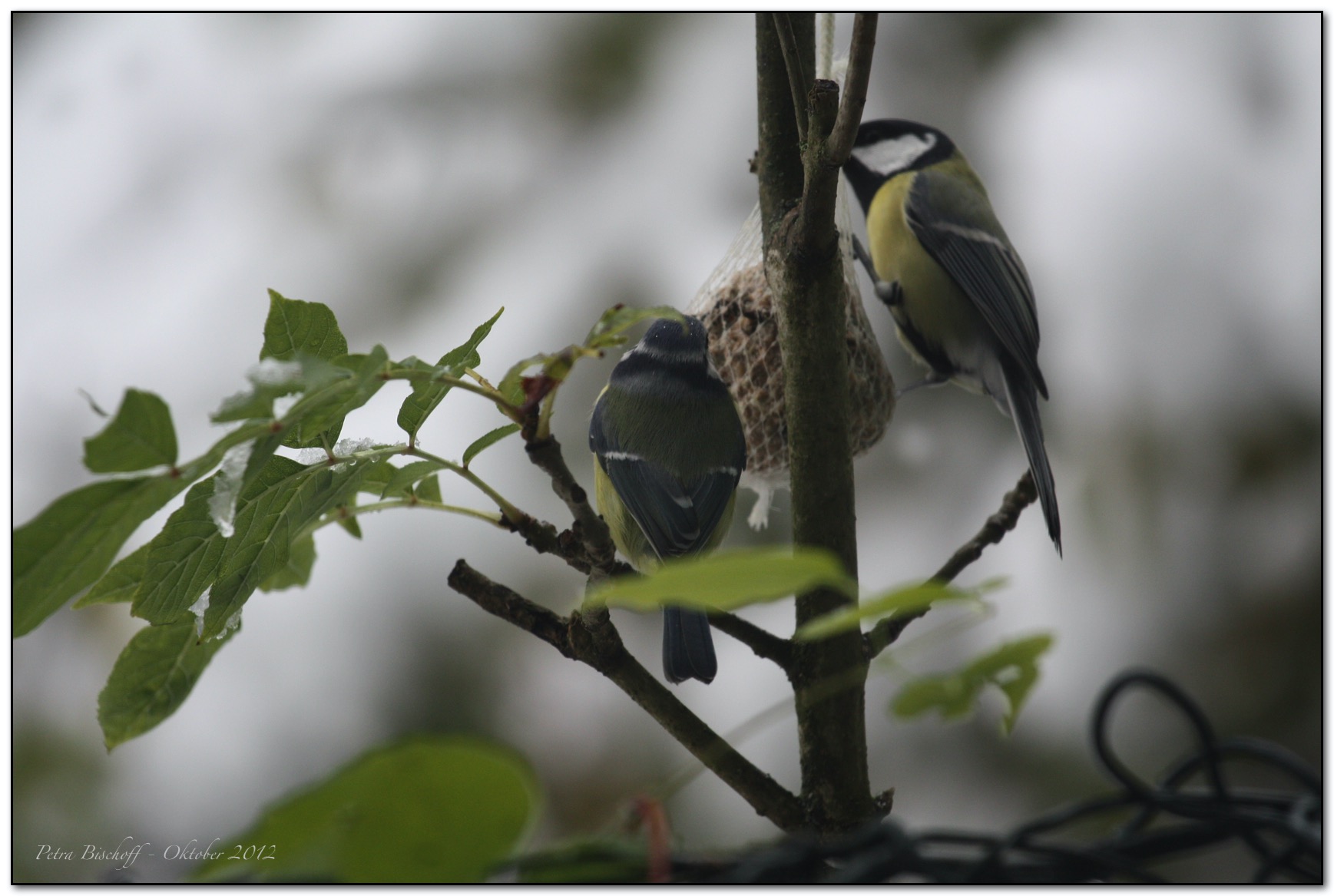 &copy; Petra Bischoff