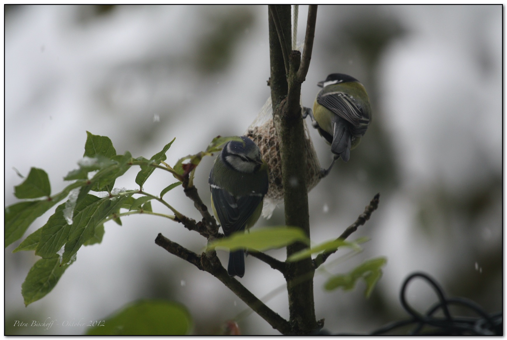 &copy; Petra Bischoff