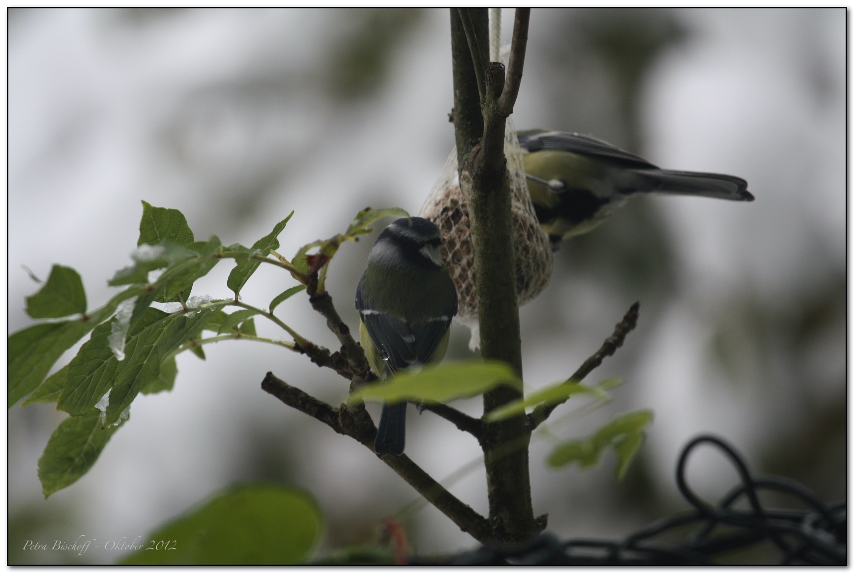 &copy; Petra Bischoff