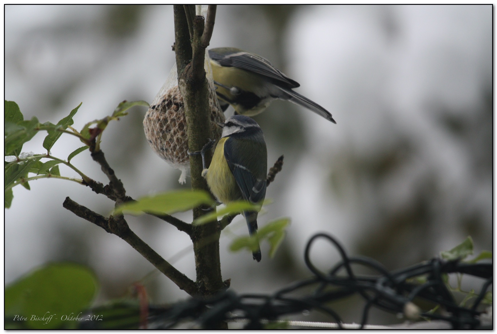 &copy; Petra Bischoff