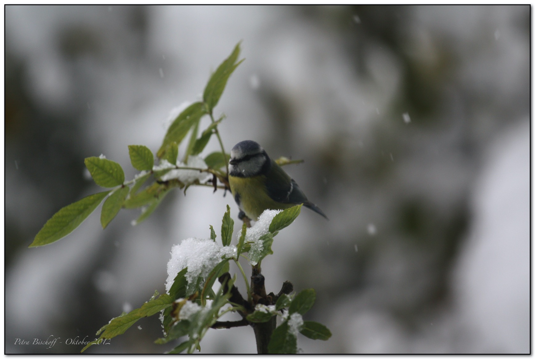 &copy; Petra Bischoff