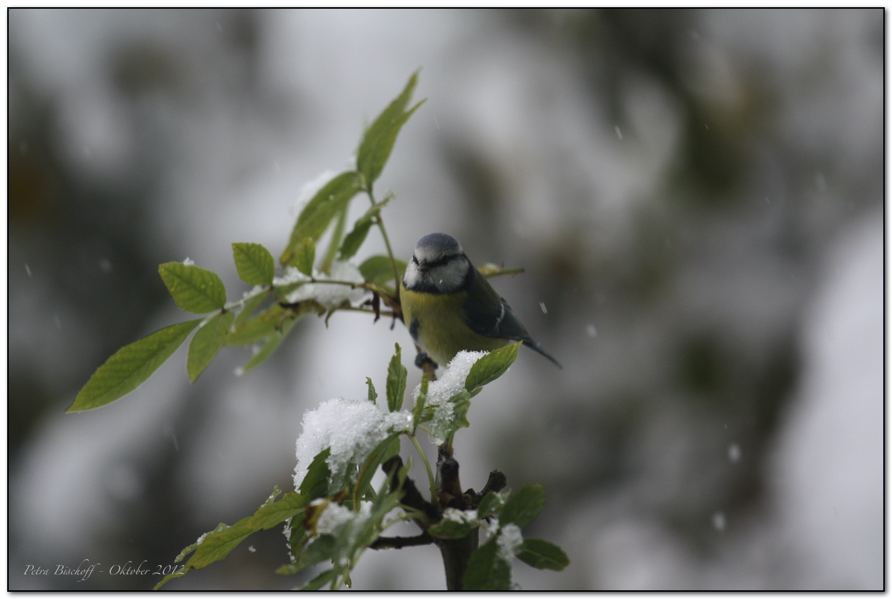 &copy; Petra Bischoff