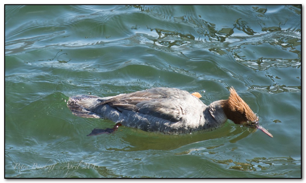 &copy; Petra Bischoff 