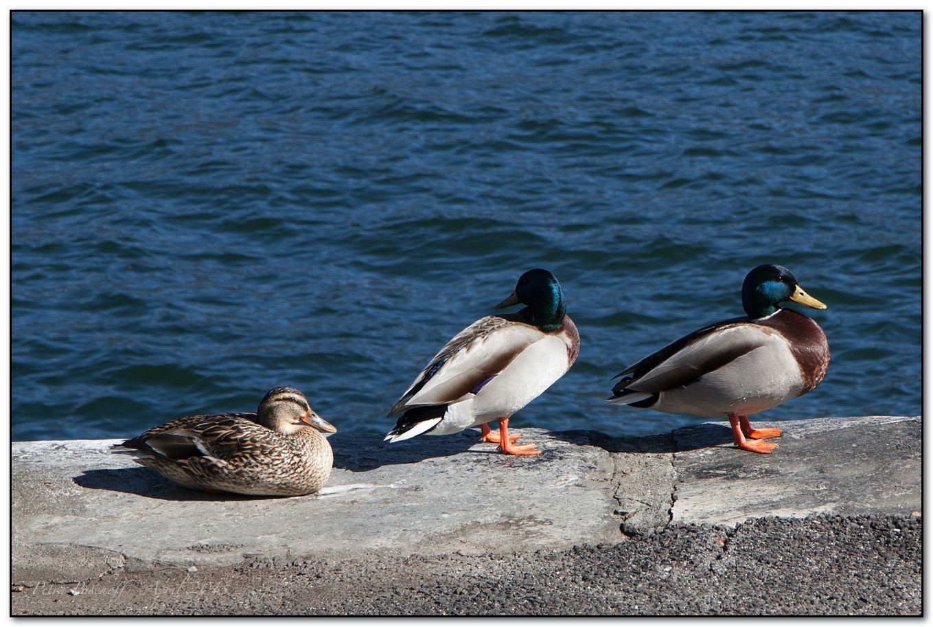 &copy; Petra Bischoff 