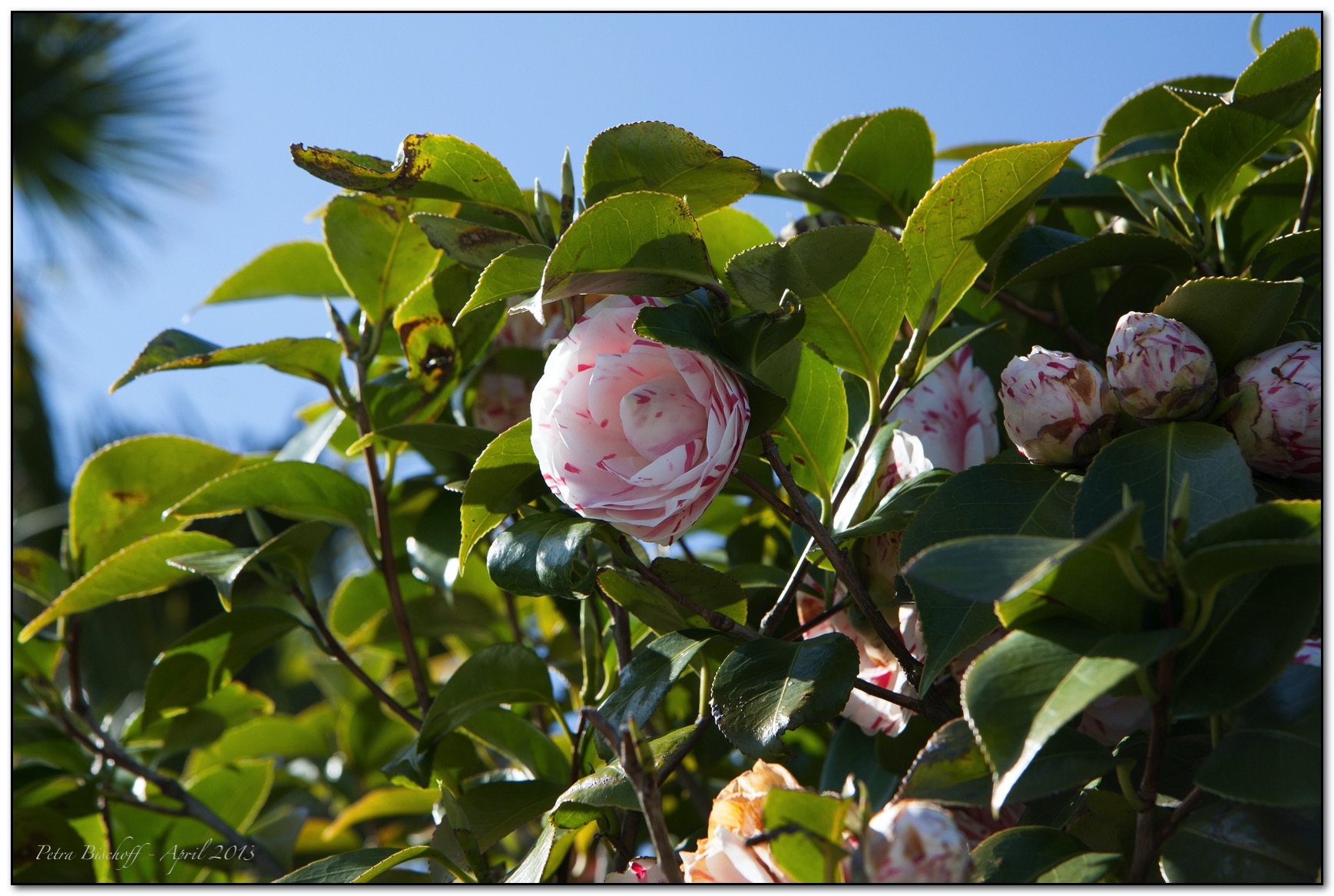 &copy; Petra Bischoff 