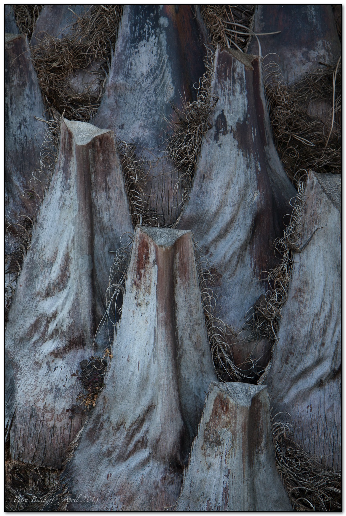 &copy; Petra Bischoff 