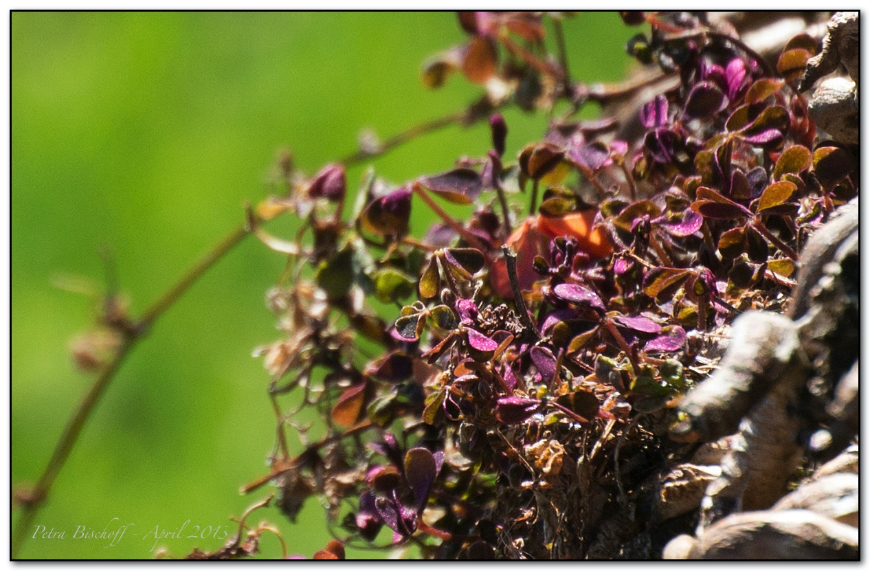 &copy; Petra Bischoff 