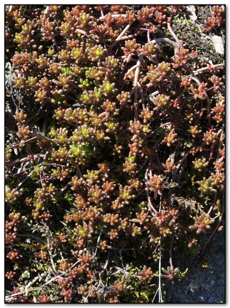 &copy; Petra Bischoff 