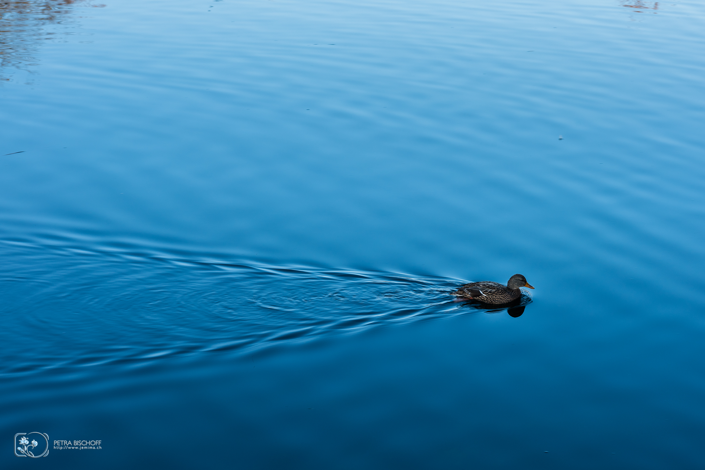 &copy; Petra Bischoff