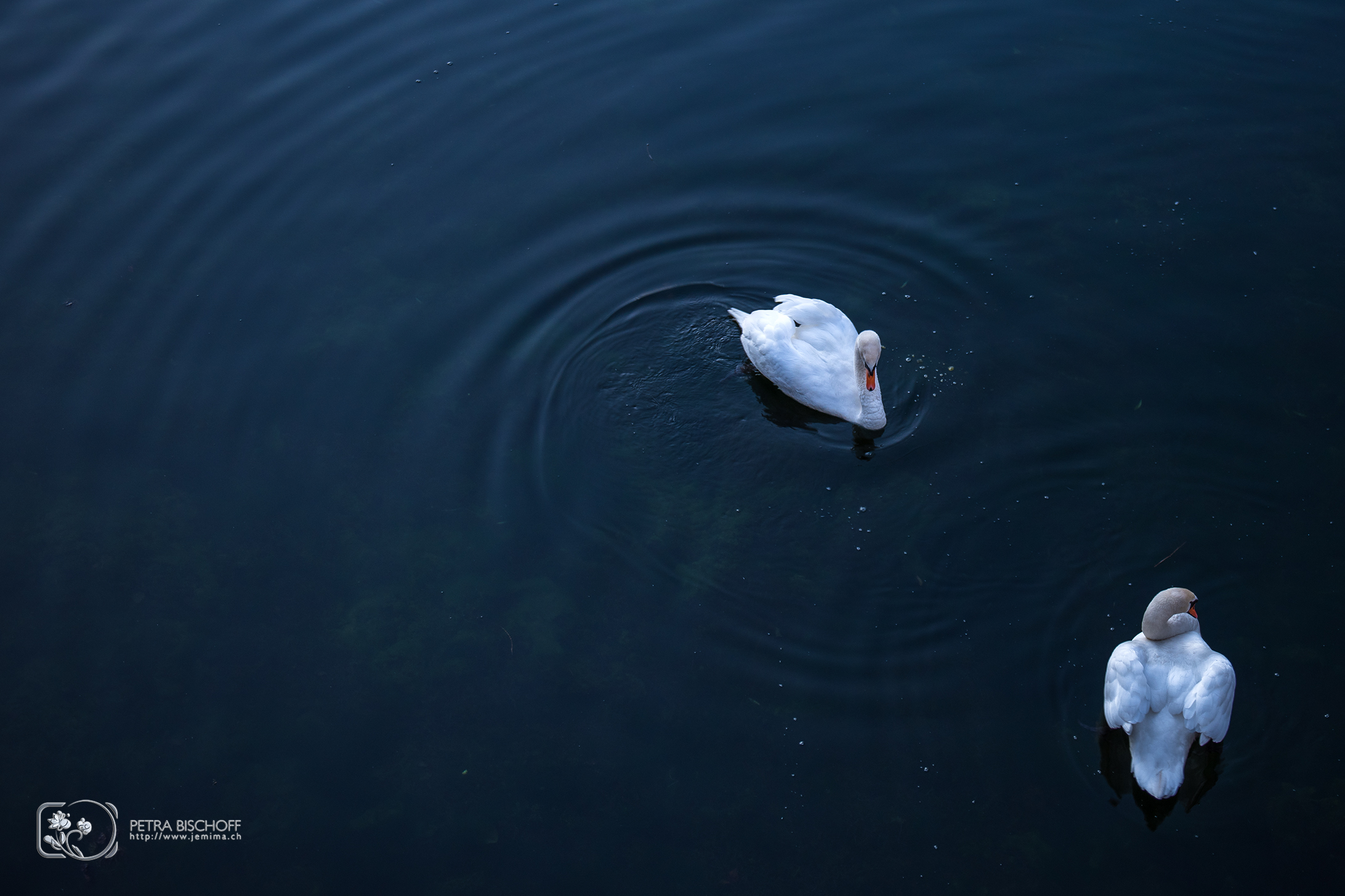 &copy; Petra Bischoff