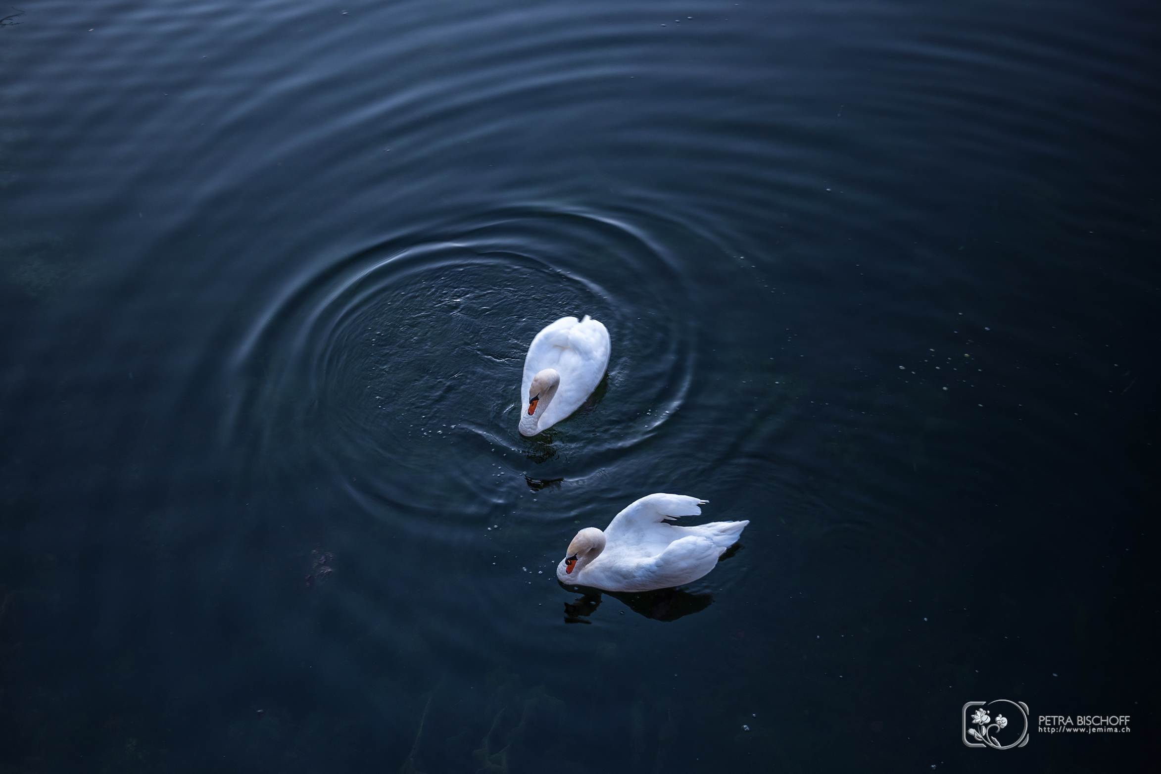 &copy; Petra Bischoff