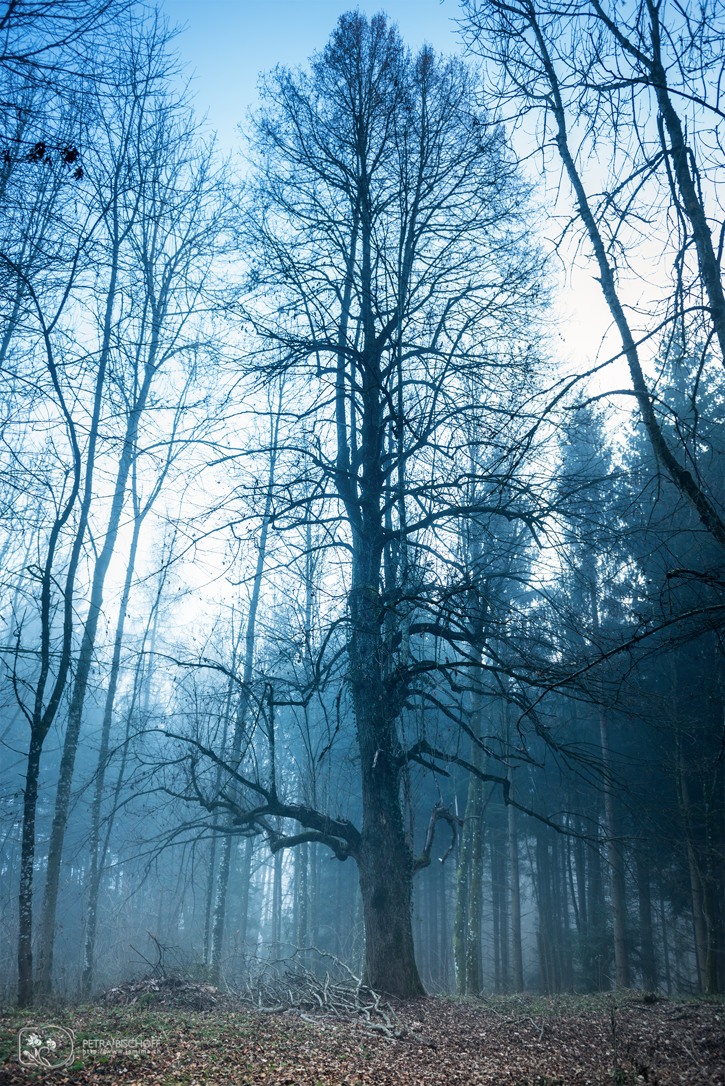 &copy; Petra Bischoff