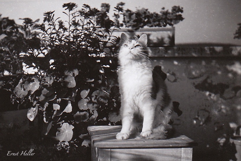 Kater Peter 1944