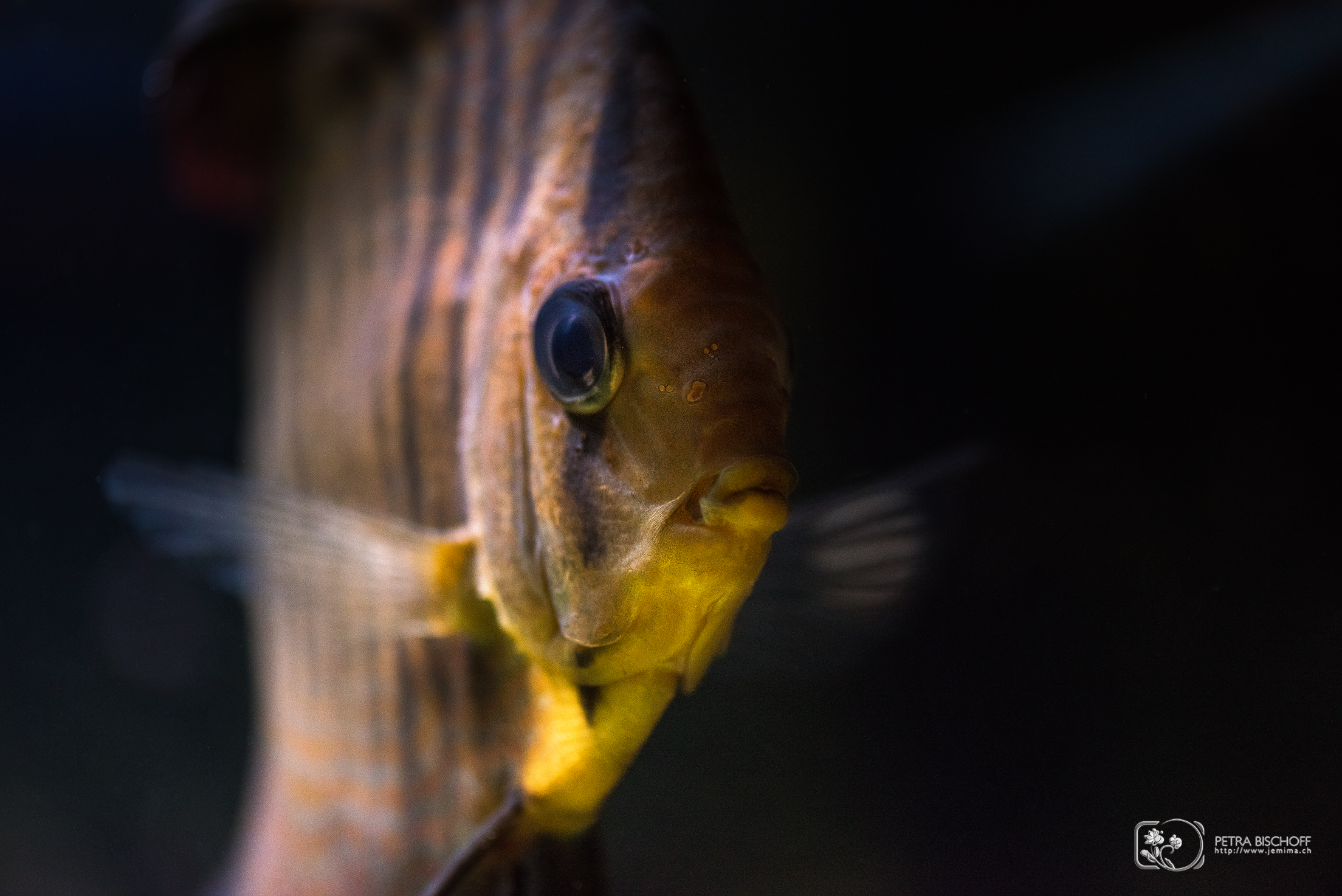 02.01.2018 - Stripes