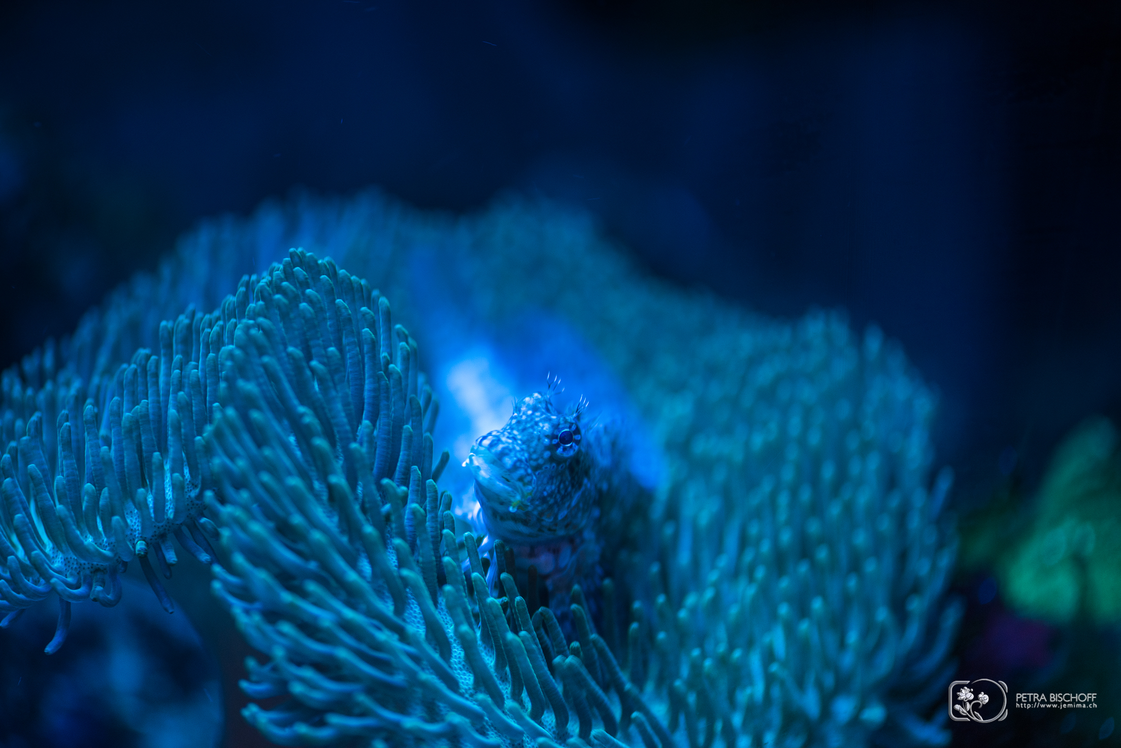 08.02.2017 - Drachli