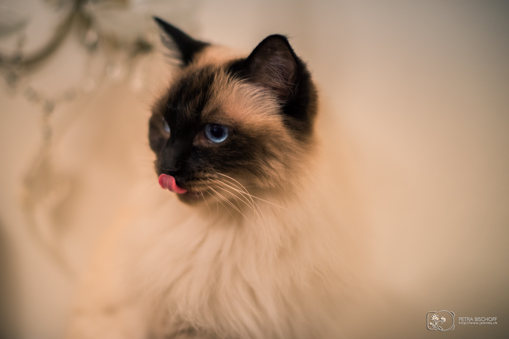 26.01.2017 - Saphira