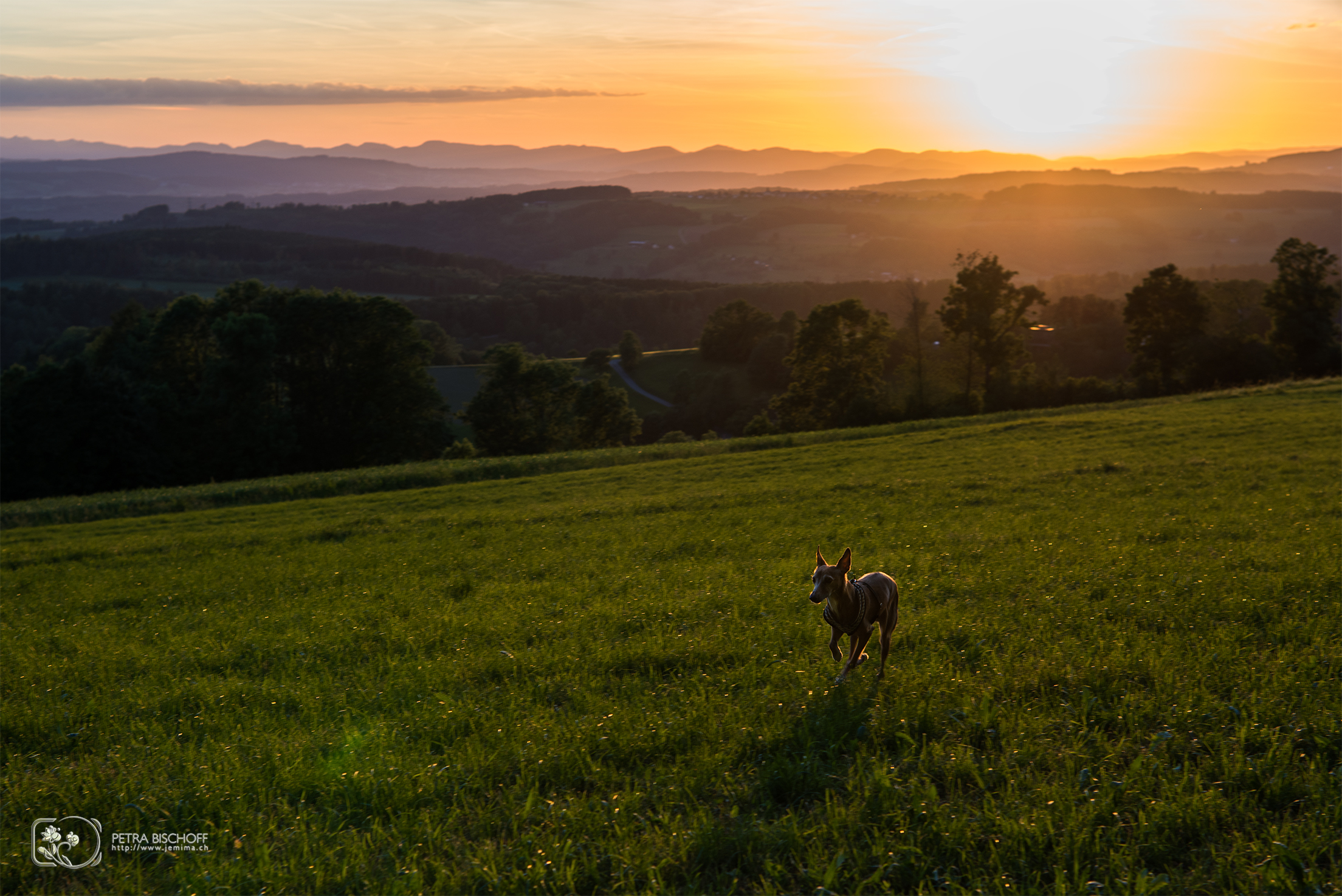 07.06.2017 - Estrella